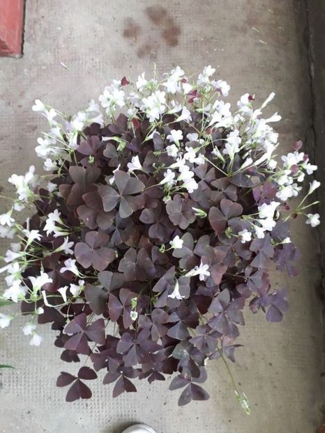  - oxalis triangularis