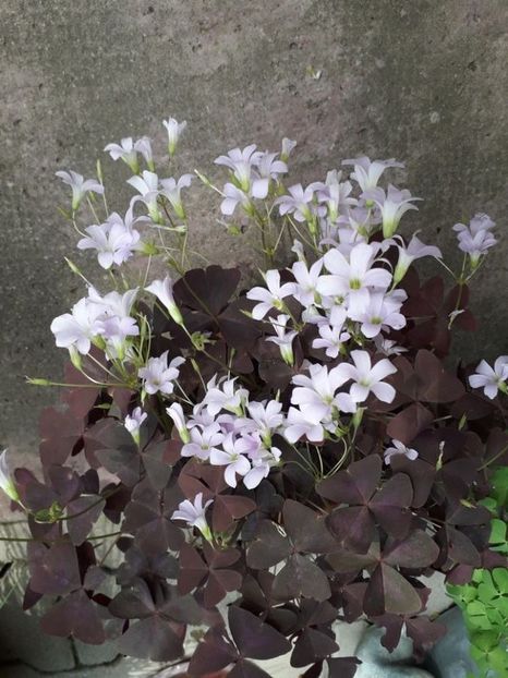  - oxalis triangularis