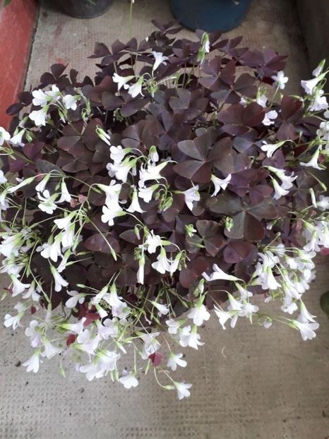  - oxalis triangularis