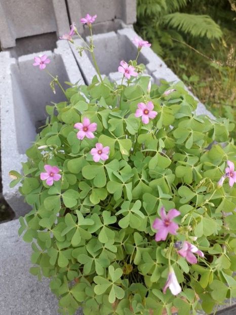 - oxalis rubra