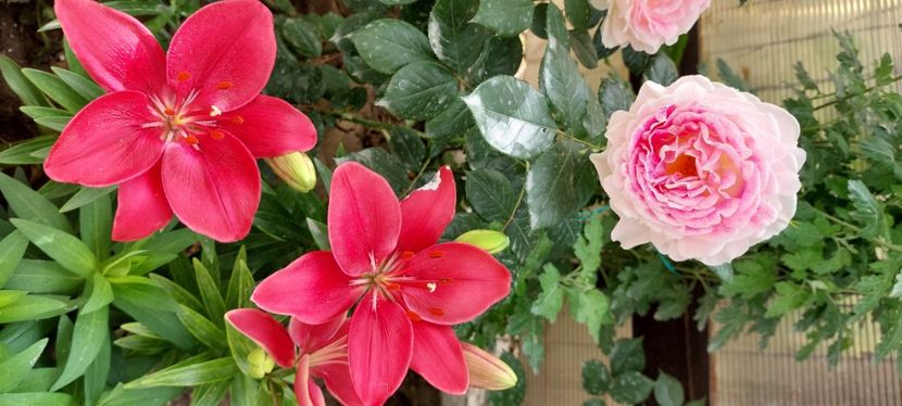 Guernesey - Trandafiri 2023