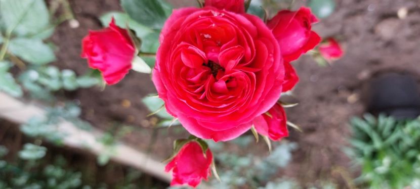 Crimson flower circus - Trandafiri 2023