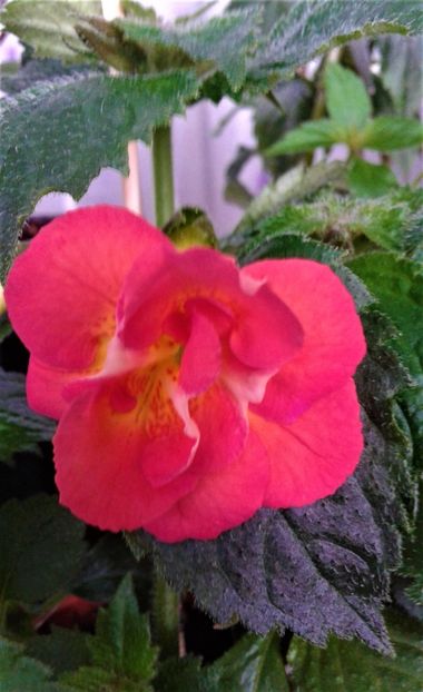 - 0000 ACHIMENES