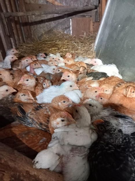 Kabir la nani - Un nou inceput