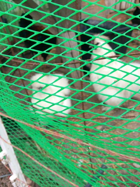 Matase japoneza - Un nou inceput