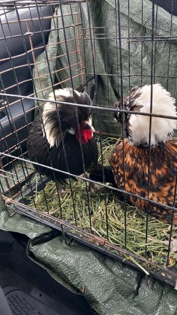 motatele mele - Un nou inceput