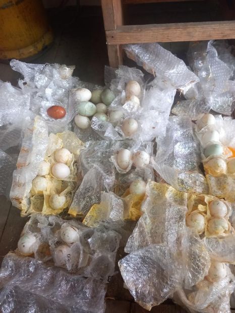 transport DHL - Un nou inceput