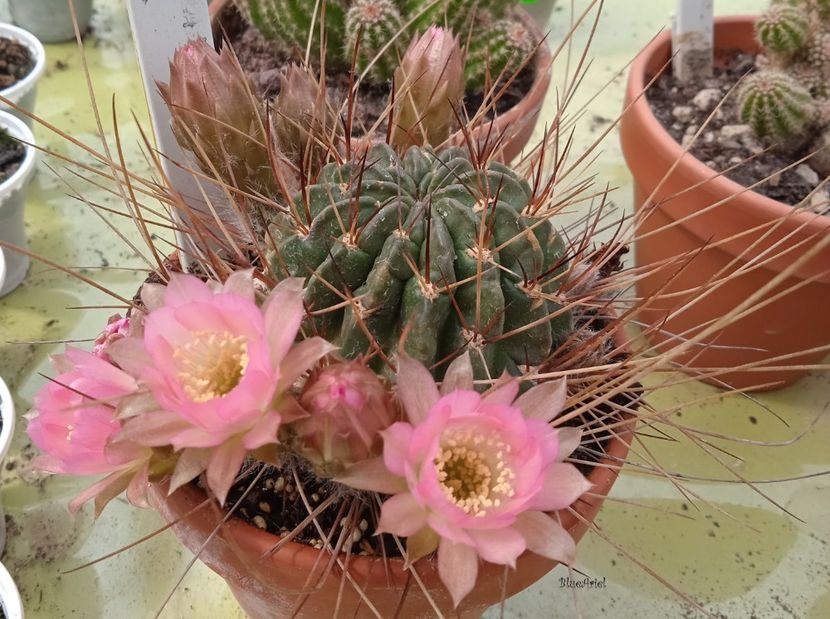  - Lobivia petlandii f varians