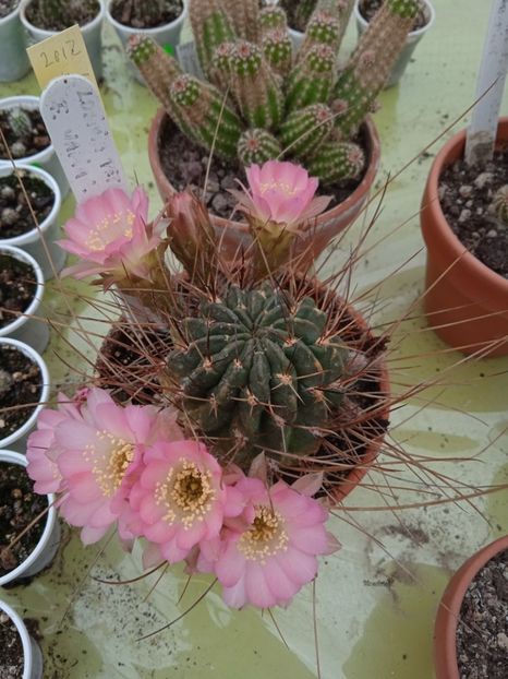  - Lobivia petlandii f varians