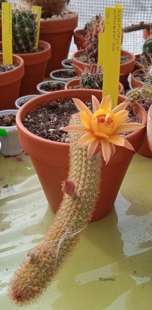  - Hildewintera cv Hunke Klein Gelbe tip 1