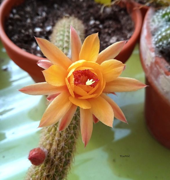  - Hildewintera cv Hunke Klein Gelbe tip 1