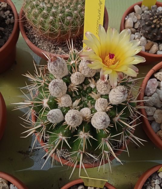  - Notocactus submammulosus