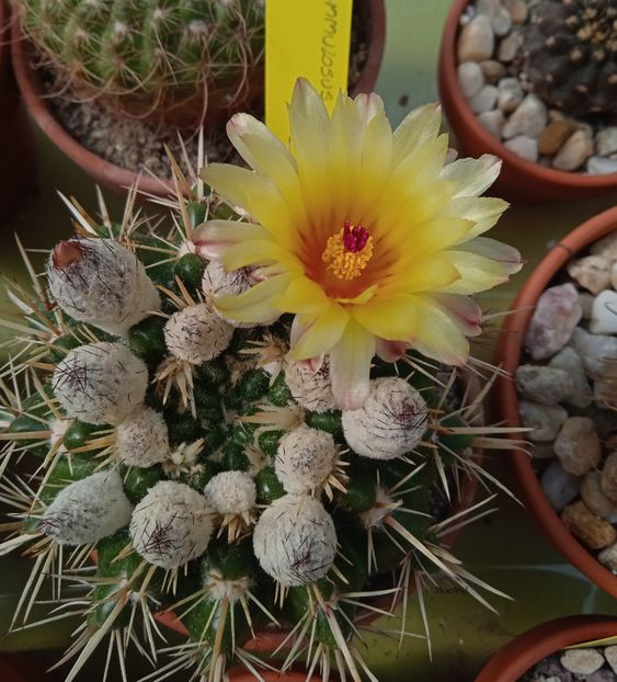 - Notocactus submammulosus