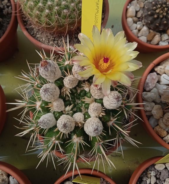  - Notocactus submammulosus