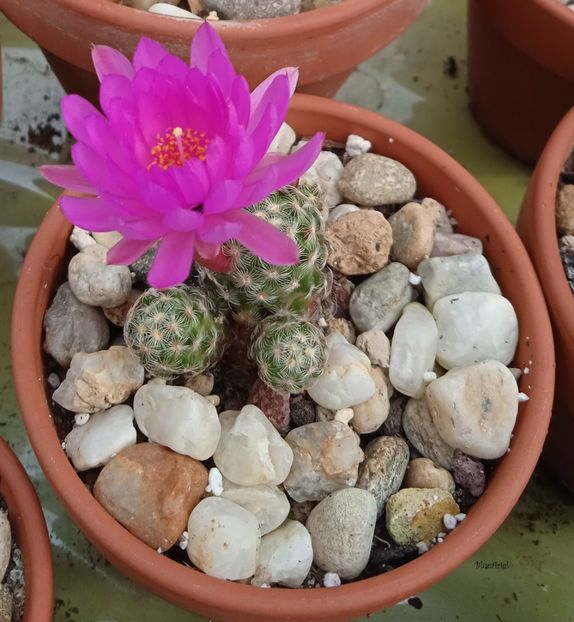  - Mammillaria saboae GCG s n multiheaded