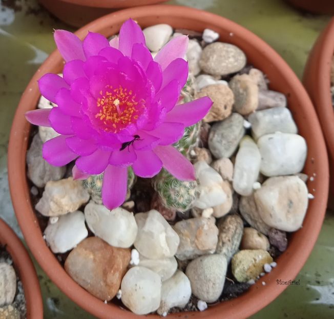  - Mammillaria saboae GCG s n multiheaded