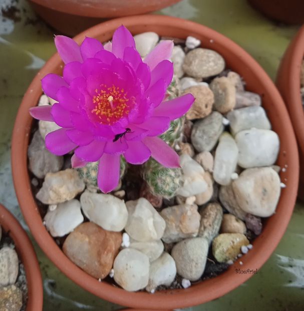  - Mammillaria saboae GCG s n multiheaded