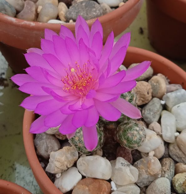  - Mammillaria saboae GCG s n multiheaded