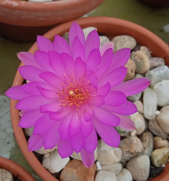  - Mammillaria saboae GCG s n multiheaded