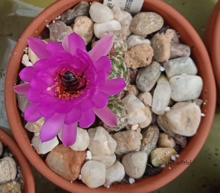  - Mammillaria saboae GCG s n multiheaded