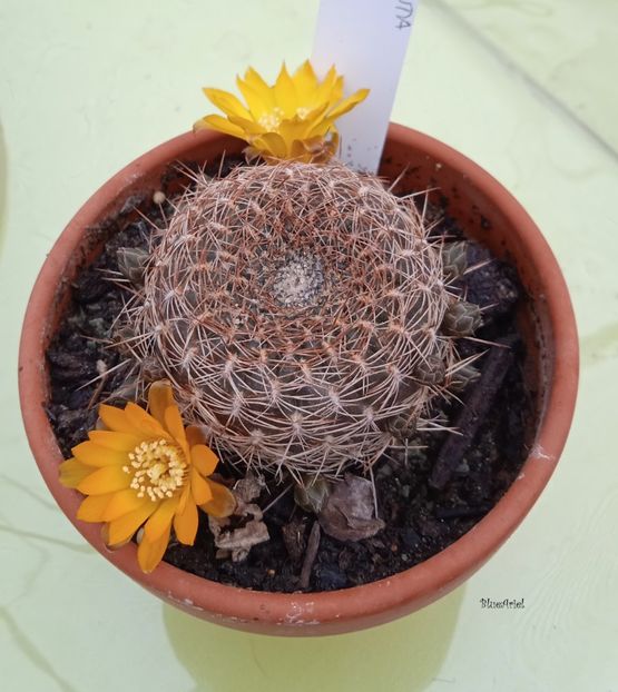  - Sulcorebutia arenacea