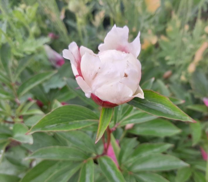  - Primul bobocel și prima floricică mult așteptată