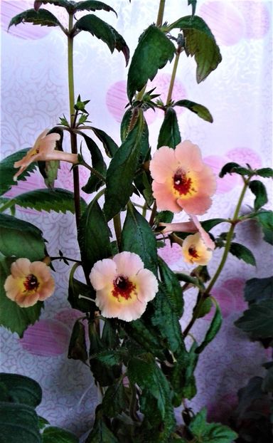  - 0000 ACHIMENES