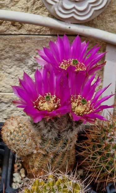 2023- - Echinocereus