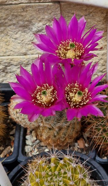  - Echinocereus