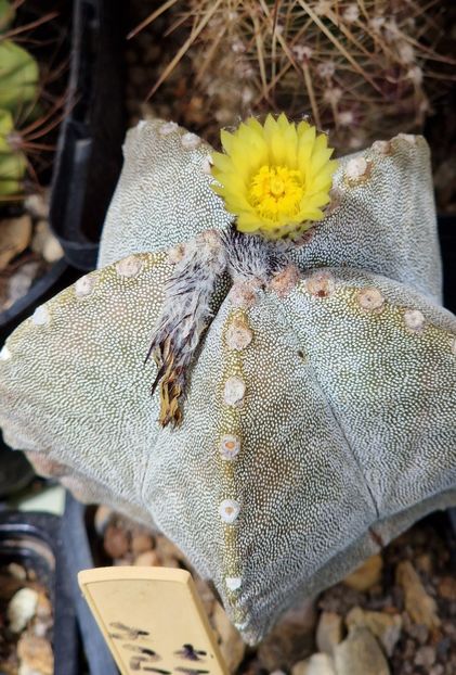 2023- - Astrophytum