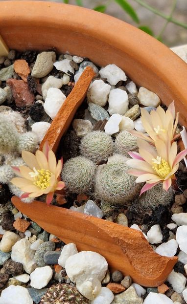 2023- - Rebutia