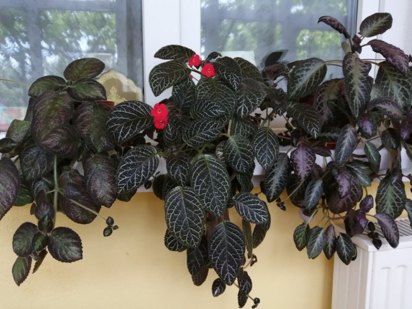  - EPISCIA