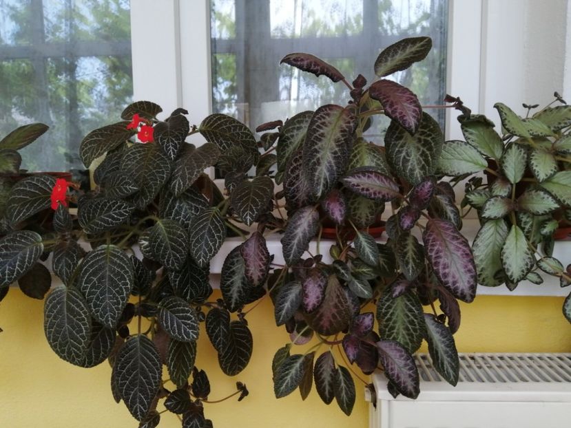  - EPISCIA