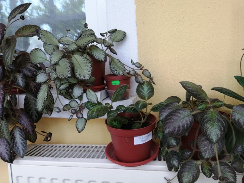  - EPISCIA