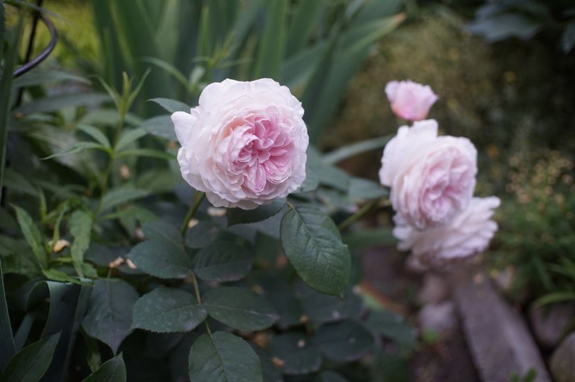  - Princess Olga of Yugoslavia