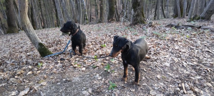  - D Femela Jagdterrier