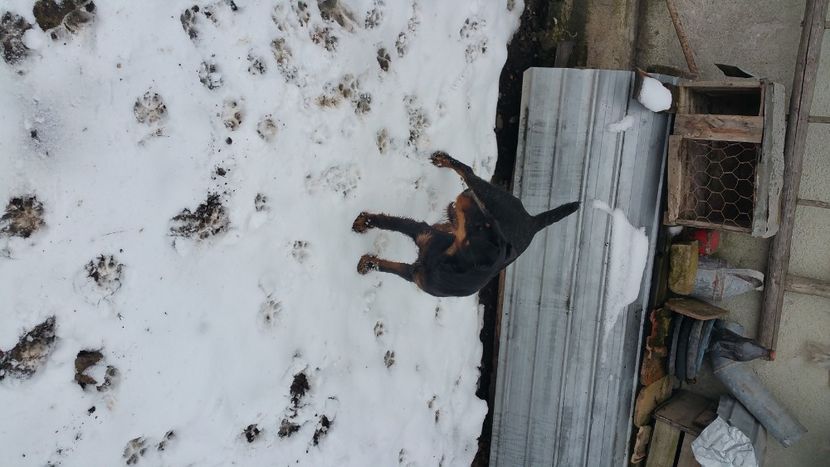  - D Femela Jagdterrier