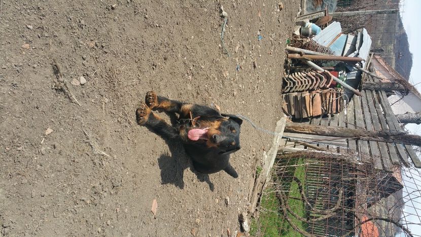  - D Femela Jagdterrier