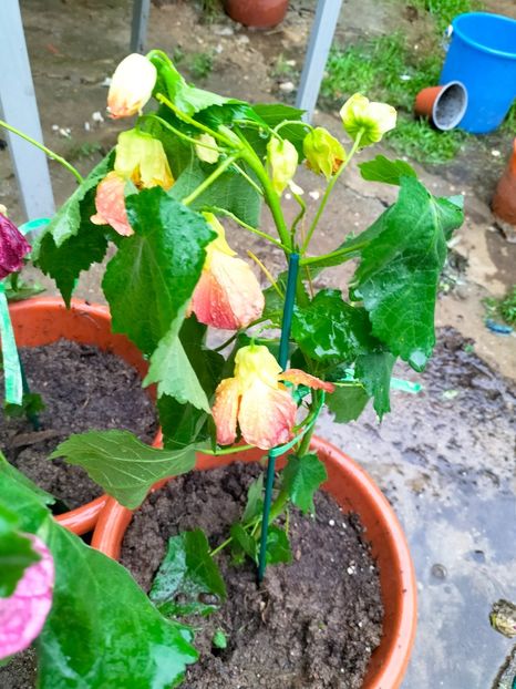 IMG20230613102612 - Iunie 2023 vol 1