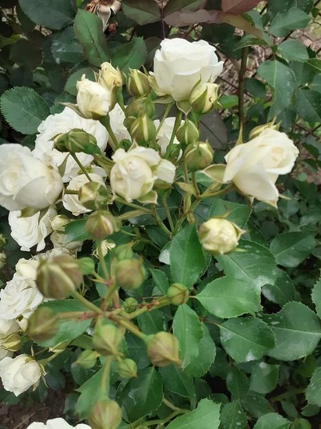  - Schekusschen floribunda-Kordes