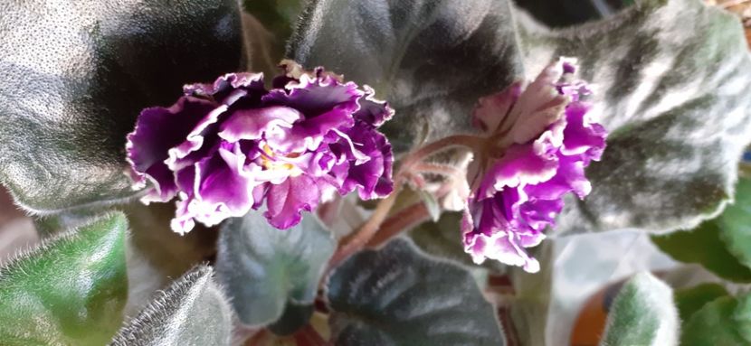  - LE-Plombir s Cernikoy