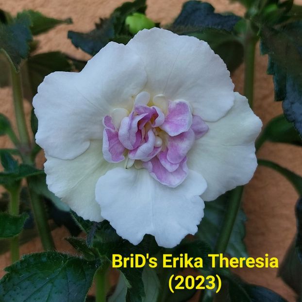 Img-2023.06.12 - Achi BriDs 2023
