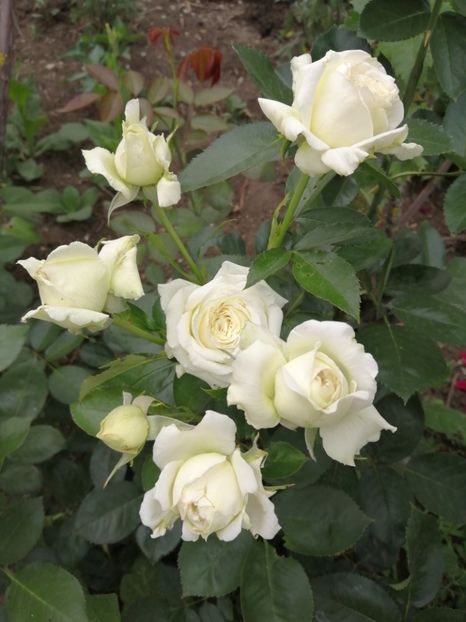  - Trandafiri 2020_2022 2023