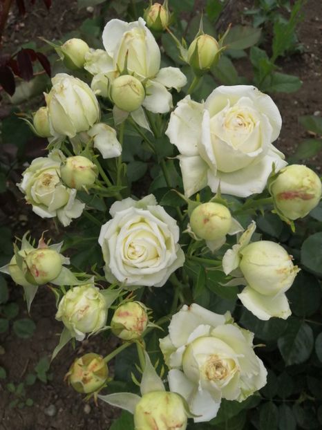  - Trandafiri 2020_2022 2023