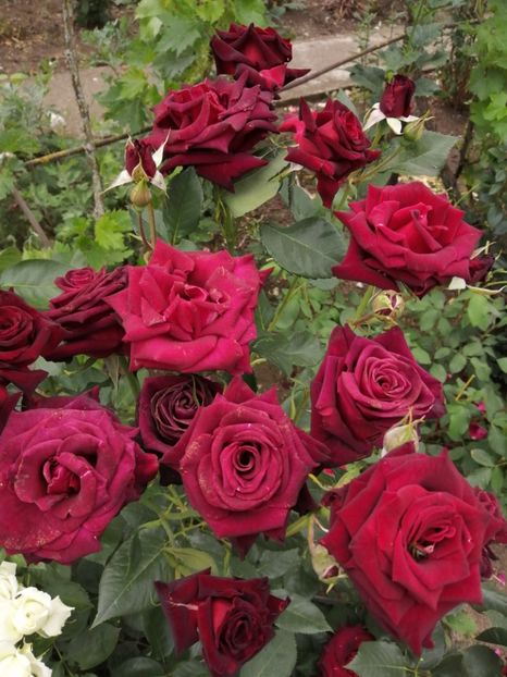  - Trandafiri 2020_2022 2023