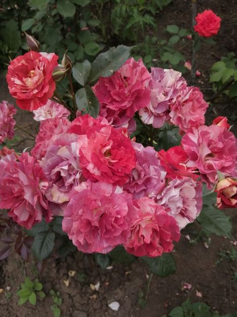  - Trandafiri 2020_2022 2023