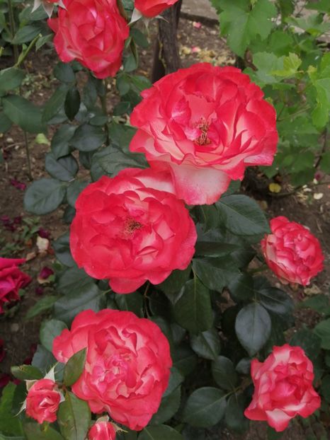  - Trandafiri 2020_2022 2023