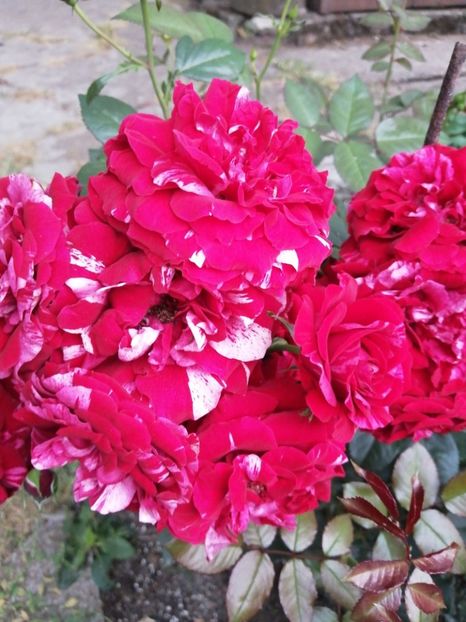  - Trandafiri 2020_2022 2023