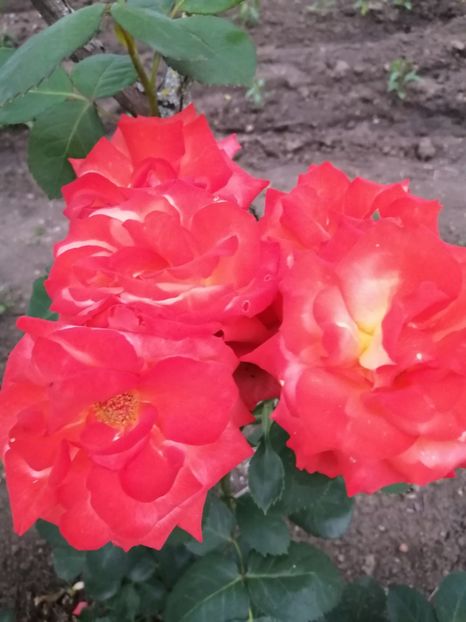  - Trandafiri 2020_2022 2023