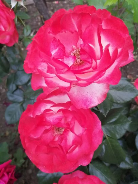  - Trandafiri 2020_2022 2023